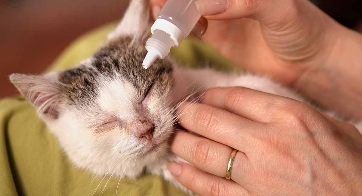 Cat Eye Infection Home Remedies, Signs 