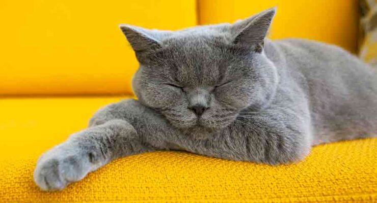 Grey Cat Names: 250 Great Names For Grey Kittens