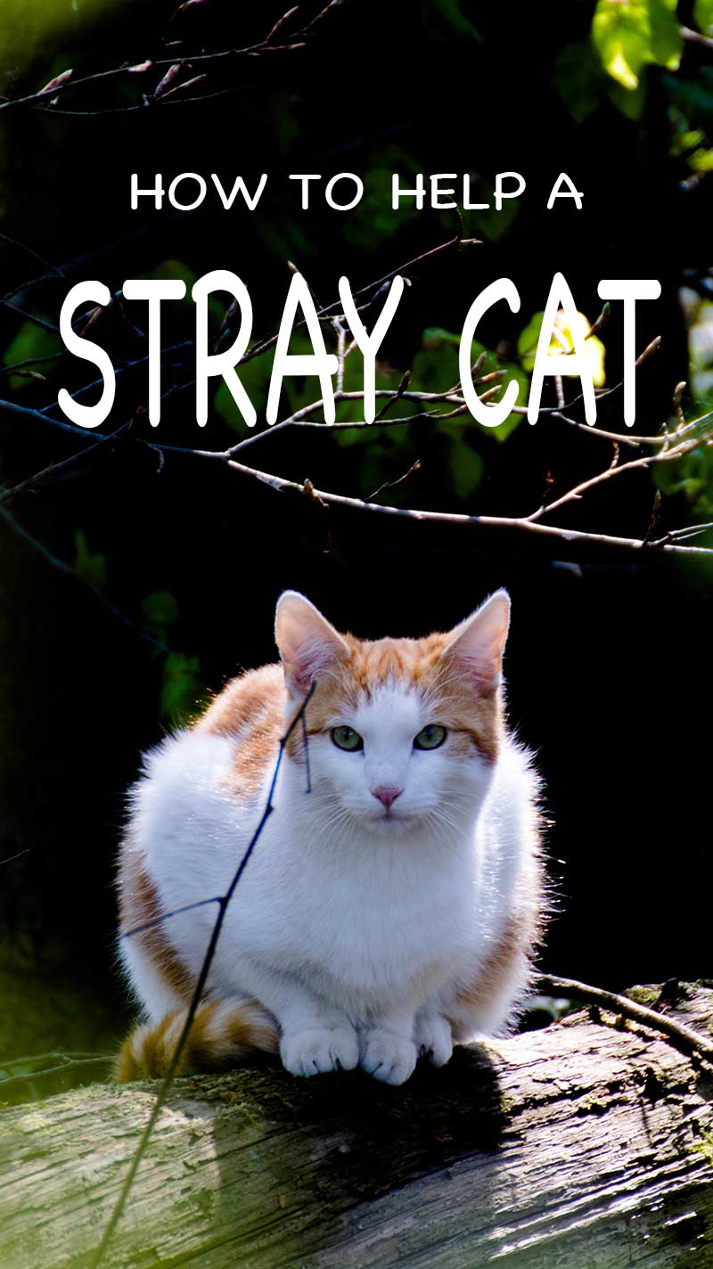 How best to help a stray cat, what to feed a stray cat, and where to take a stray cat if you catch one