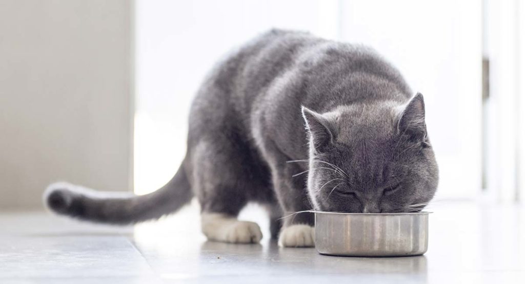 best-sensitive-stomach-cat-food-top-tips-and-brand-reviews