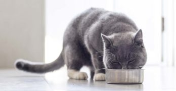 sensitive stomach cat food