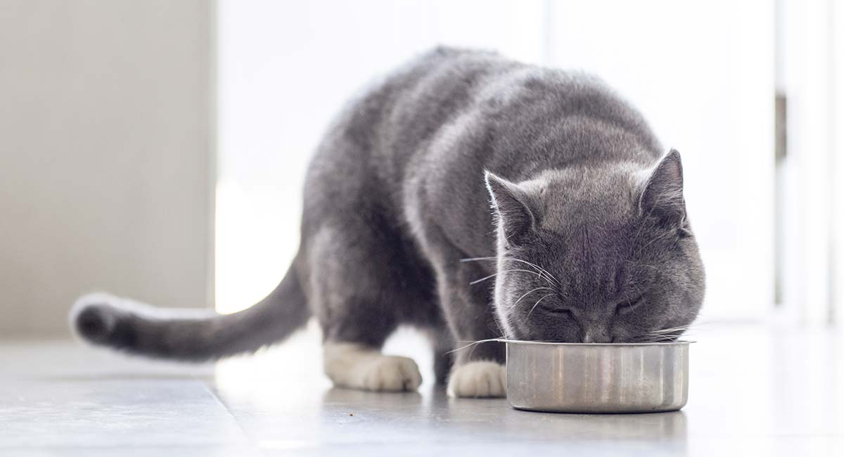 Sensitive Stomach Cat Food HC long