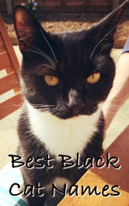 Black Cat Names - 250 Of The Best Names For Your New Kitten!