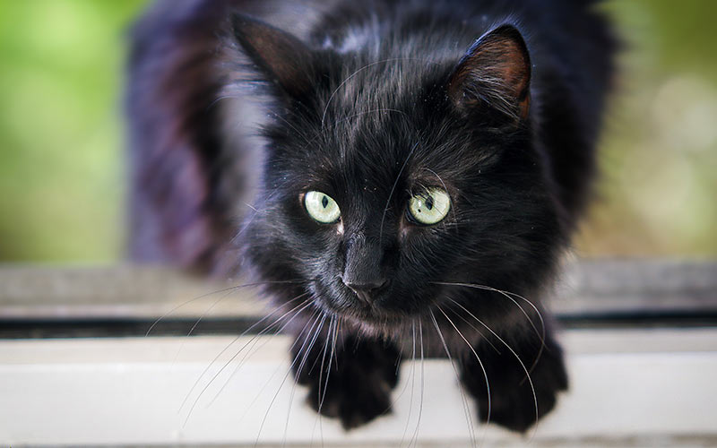 Black Cat Names 250 Of The Best Names For Your New Kitten - cool boy names for black cats