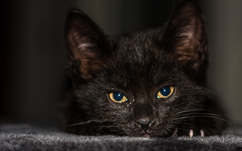 Cute Black Cat Names - 200 Brilliant Ideas For Cute Cat Names