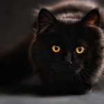 250 Fabulous Black Cat Names