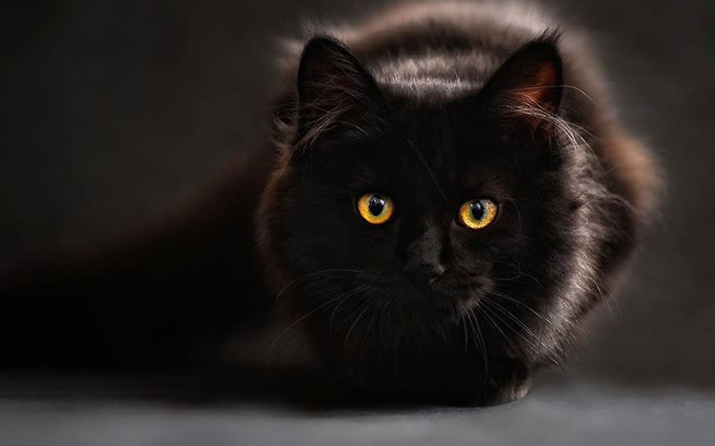 145 Black Cat Names for Males and Females - Good Names for Black Cats