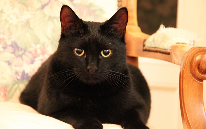 Black Cat Names - 250 Of The Best Names For Your New Kitten!