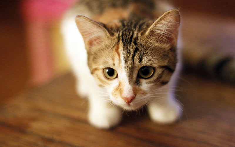 Names for Boy Cats B