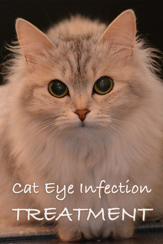 Cat Eye Infection Treatment Can You Use Human Eye Drops On Cats?