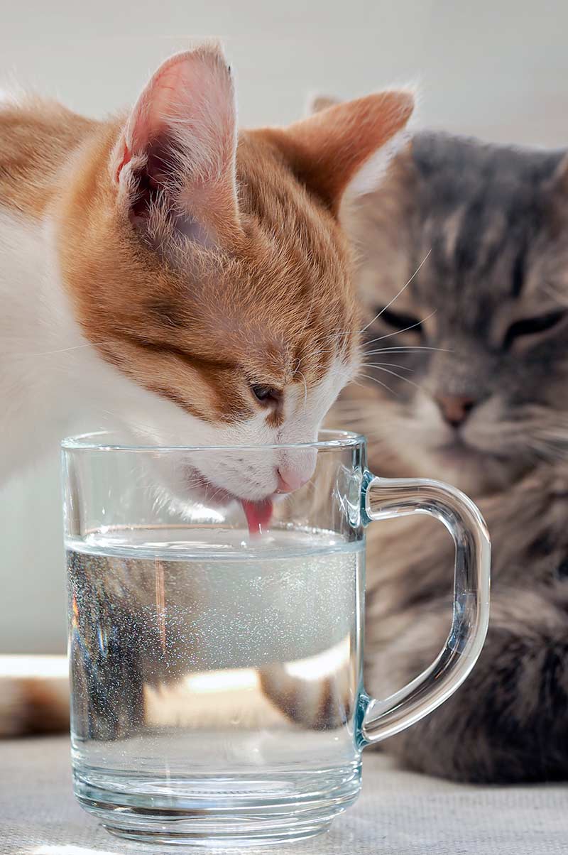 Your Cat's Drinking Water Tips, Fountains, And Our Favorite Water Bowls