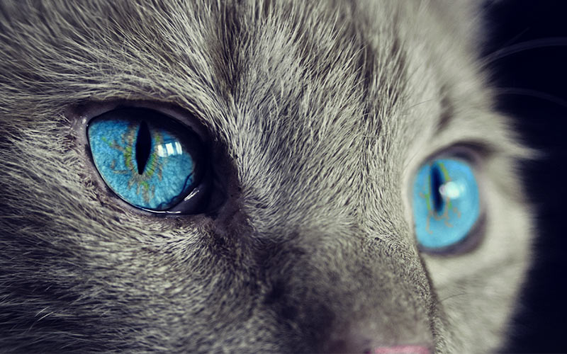 Can You Use Human Eye Drops On Cats? A look at cat eye infection treatment options
