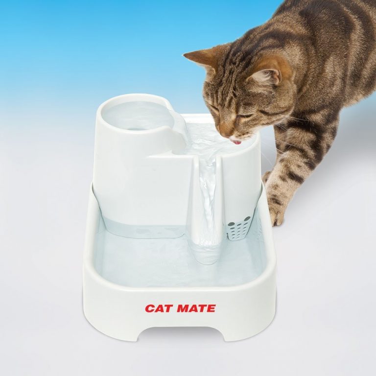Your Cat's Drinking Water Tips, Fountains, And Our Favorite Water Bowls