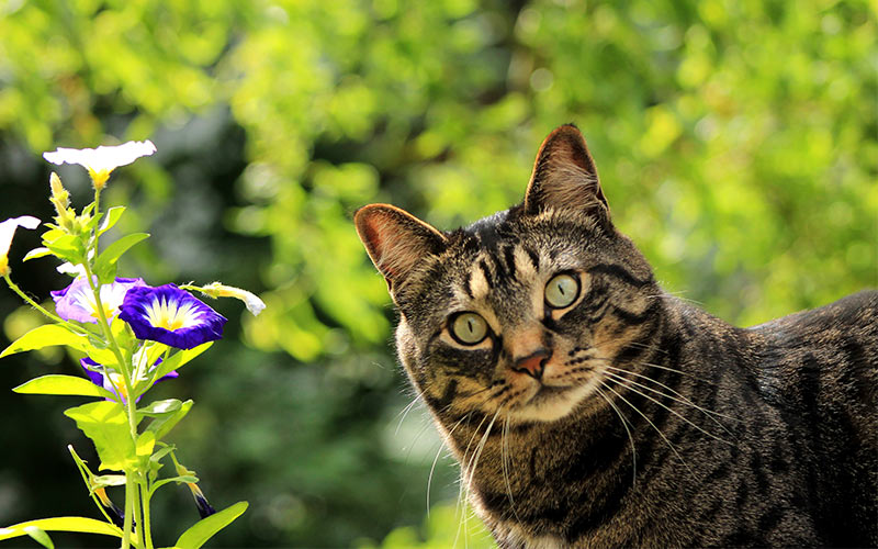 why does my cat smell?