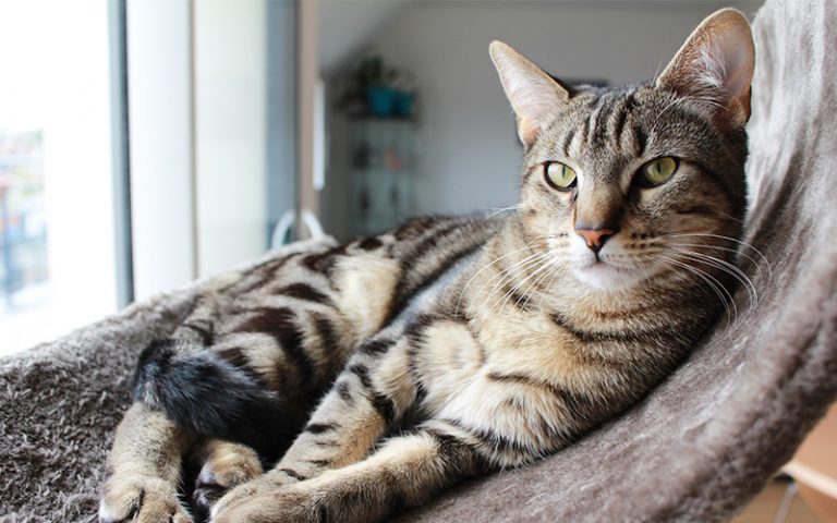 Choosing The Best Cat Tree With Hammock