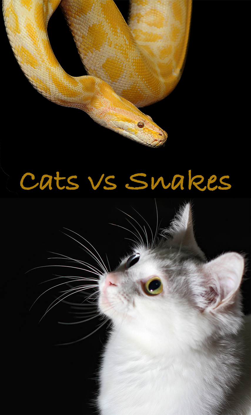 Are snakes afraid of cats?