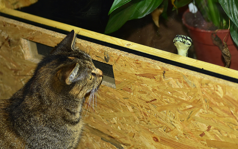 Are Cats Afraid of Snakes