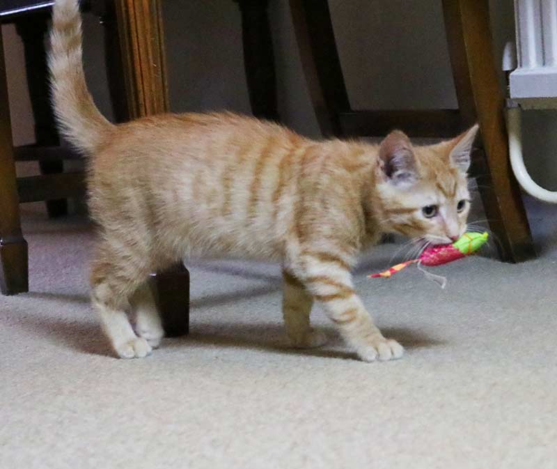best kitten chew toys