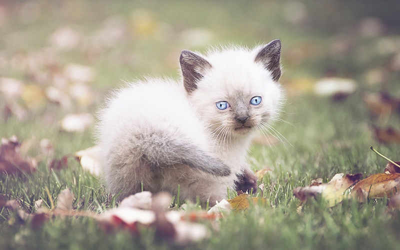 Cute Girl Cat Names - 200 Ideas For Brilliant Cute Girl Cat Names