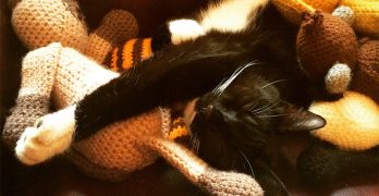 Black Cat Names – 250 Amazing Ideas