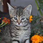 Cute Cat Names - 200 Great Ideas and Inspirations for Naming Your Cute Male Cat Or Cute Female Cat