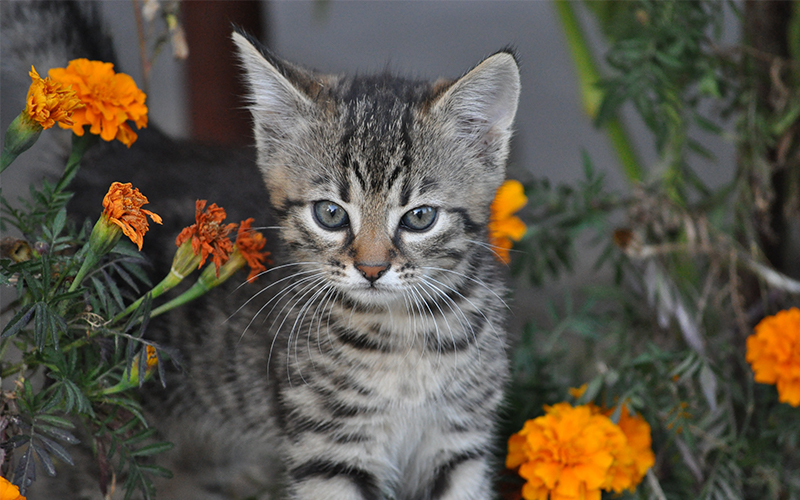 cute female cat