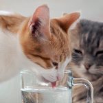 Cat's drinking water - how and where to provide your cat with water