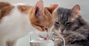 Cat's drinking water - how and where to provide your cat with water