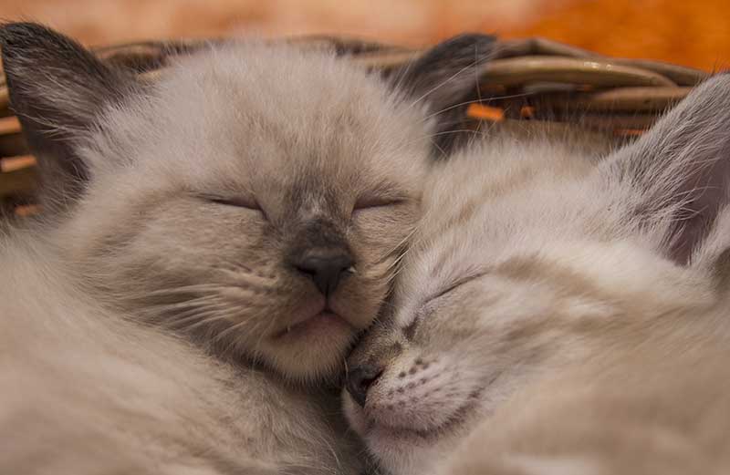 Caring for cat's eyes with the best cat eye infection treatments