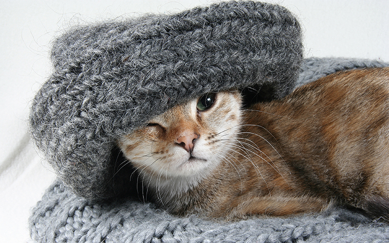 Cute Cat Names 200 Top Choices For Pretty Kitties 
