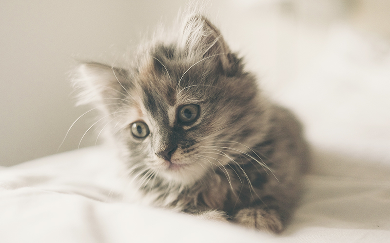 Girl Cat Names 250 Female Cat Names You Will Love By The Happy