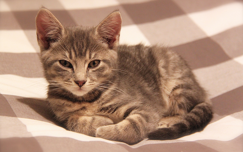 female tabby kitten