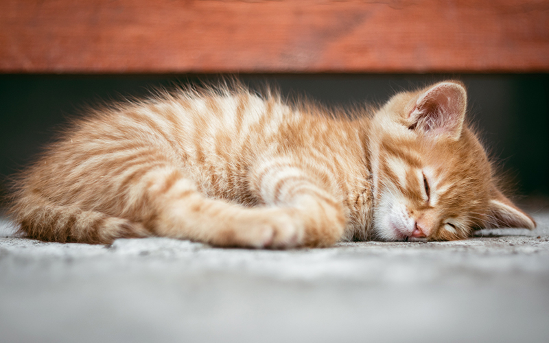 Orange Tabby Cat Names Female - 250 great ideas for girl cat names