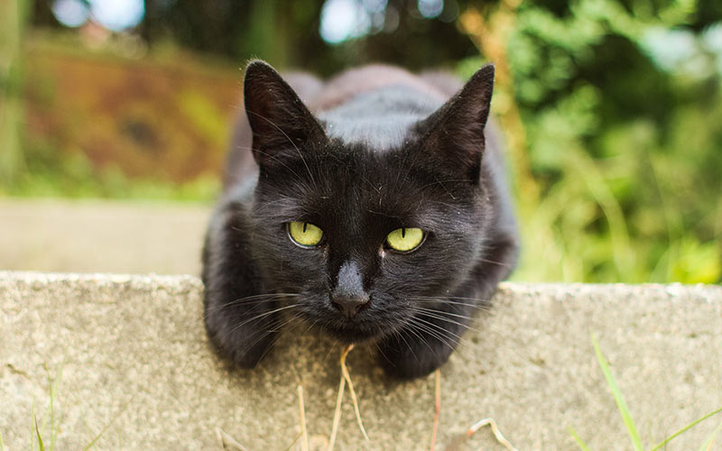 Names For Black Cats With Green Eyes