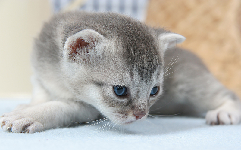 Cute Grey Kitten Names - Over 200 Ideas