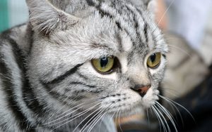 100 Great Names For Grey Cats From The Happy Cat Site