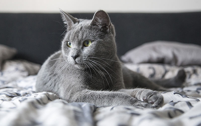 Unique grey cat names