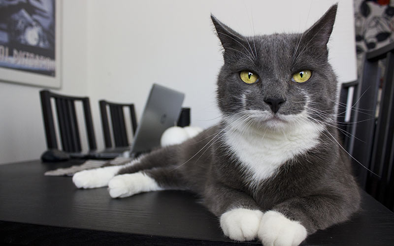 Muffin Our New Kitten By Merlijn Hoek Grey Cat Names Cute
