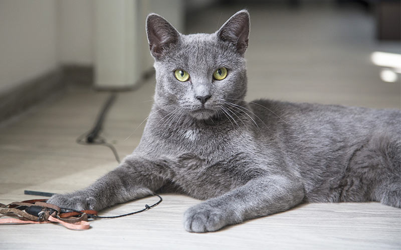 grey cat with orange spots