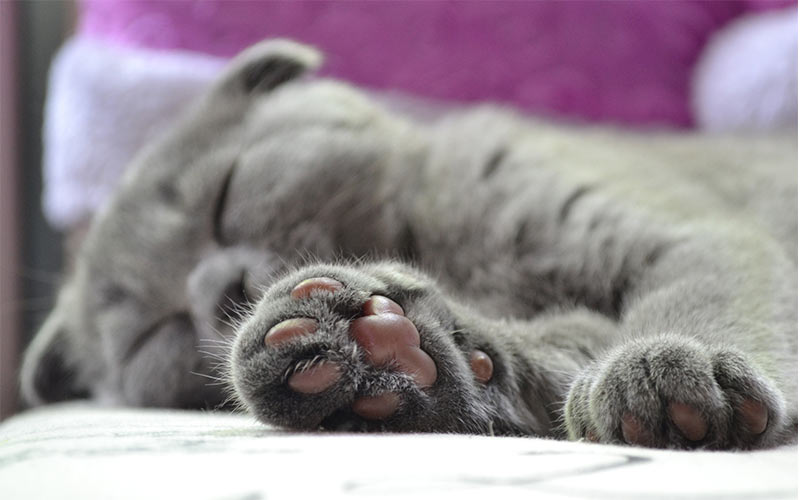 100 Great Names For Grey Cats From The Happy Cat Site