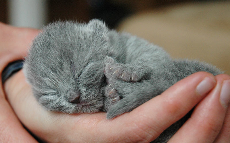 grey baby kitten