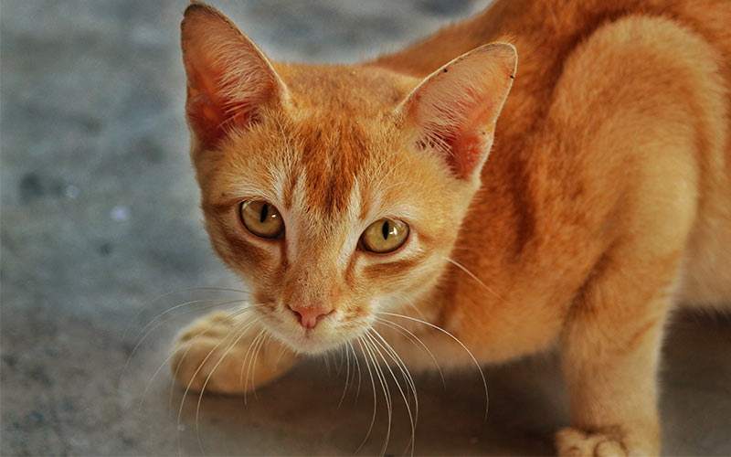 orange boy cat