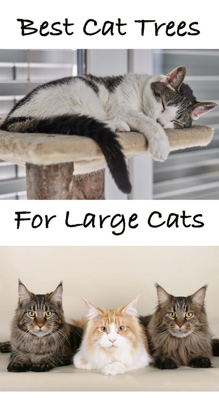 Cat Perches For Large Cats Find The Best Perch For Your Cat