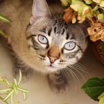 Why Do Cats Eat Plants and How To Stop Them