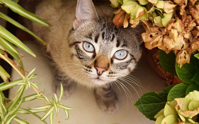 Cat Behavior Why Does my Cat Eat Plants? Blog Car Cuties
