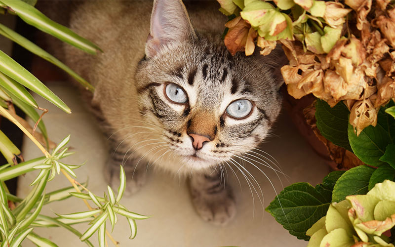 Why Do Cats Eat Plants and How To Stop Them