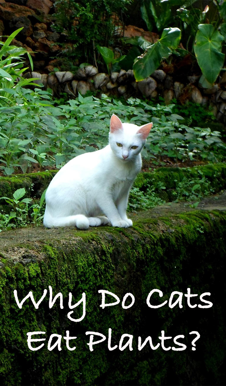 Help! My Cat Is Not Eating! 7 Steps To Take Now Boulder Holistic Vet