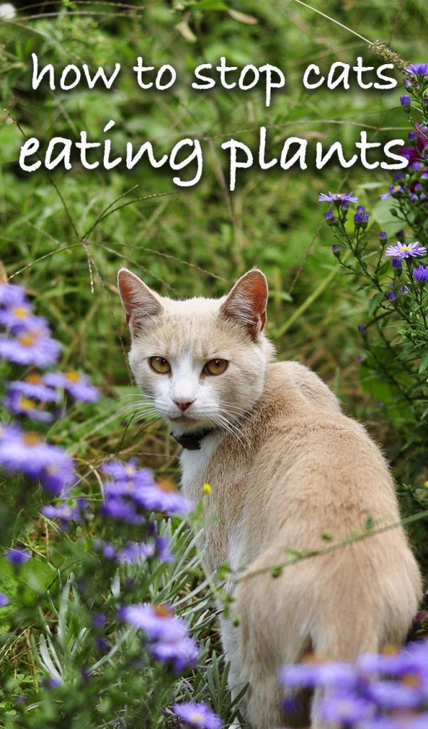 Why Do Cats Eat Plants and How To Stop Them