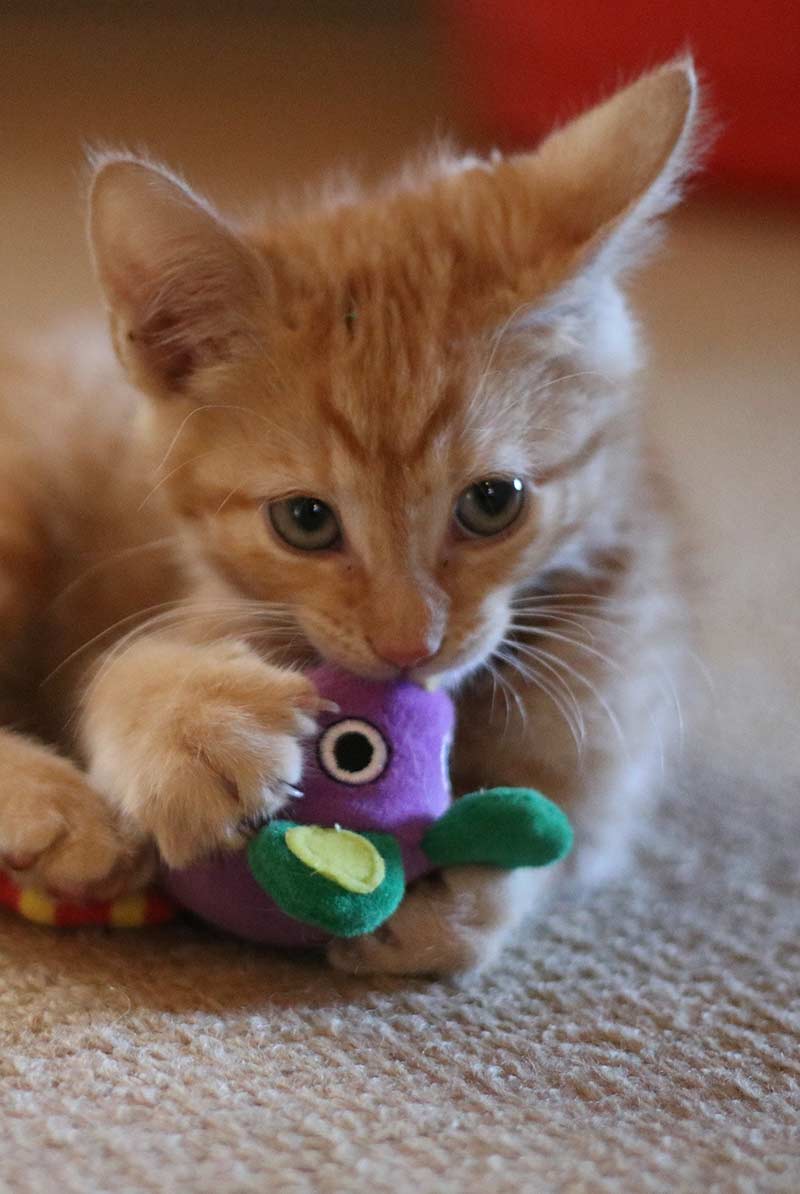 kitten chew toy