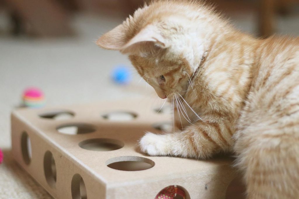 what are the best toys for kittens